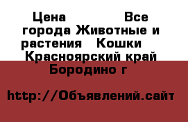 Zolton › Цена ­ 30 000 - Все города Животные и растения » Кошки   . Красноярский край,Бородино г.